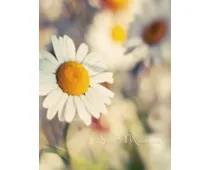 Фото: UFO 10x15x200 PP-46200 Daisy2