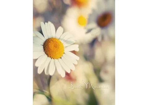 Фото: UFO 10x15x200 PP-46200 Daisy2